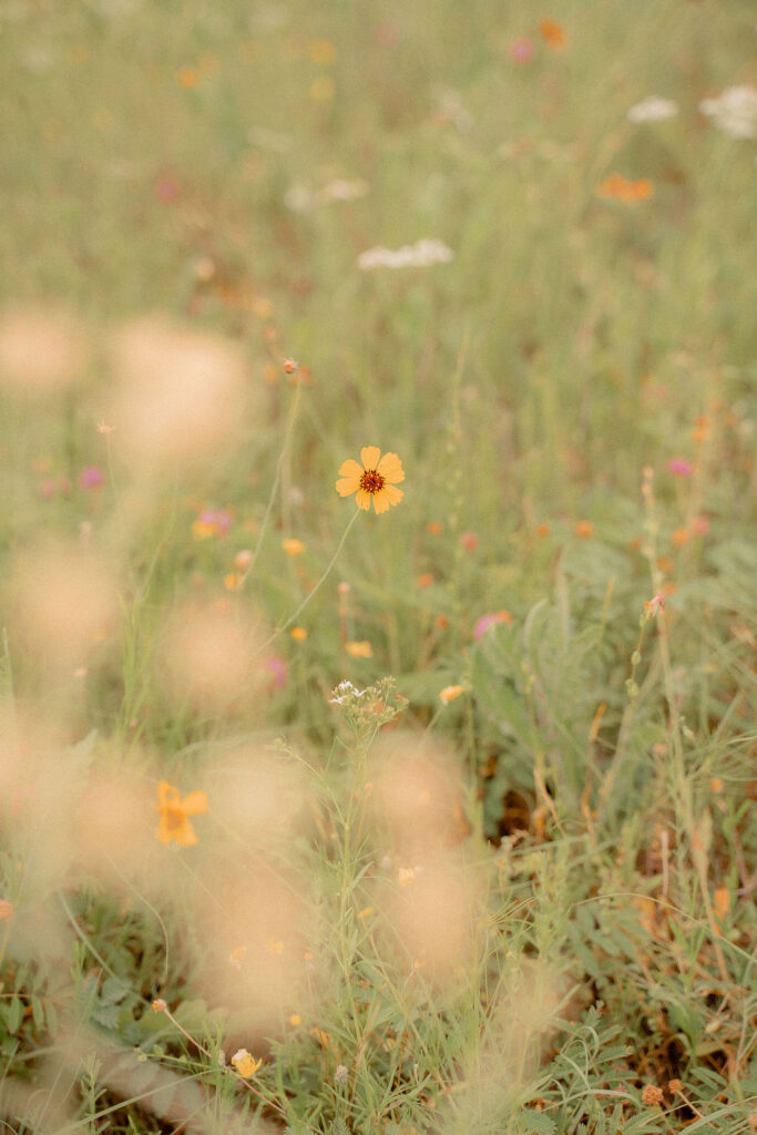 A yellow daisy in a flower field